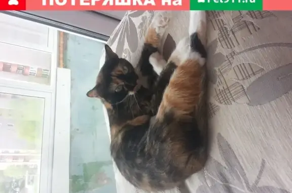 Пропала кошка Лилу на ул. Андрея Упита, 8