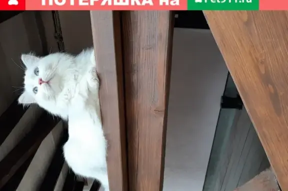 Найдена кошка в Верхней Курье, Пермь