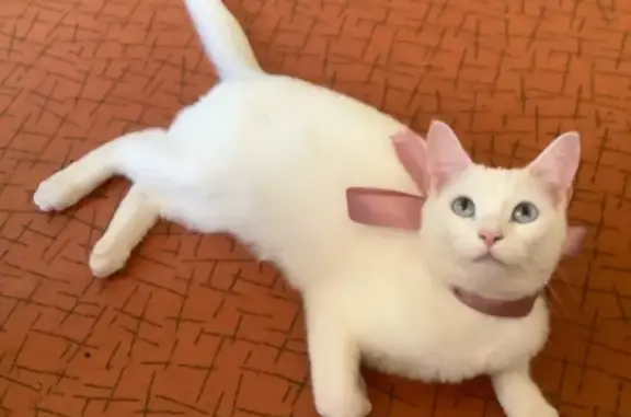 Кошки потеряшки, Санкт-Петербург, фото: Потеряшка кошка 