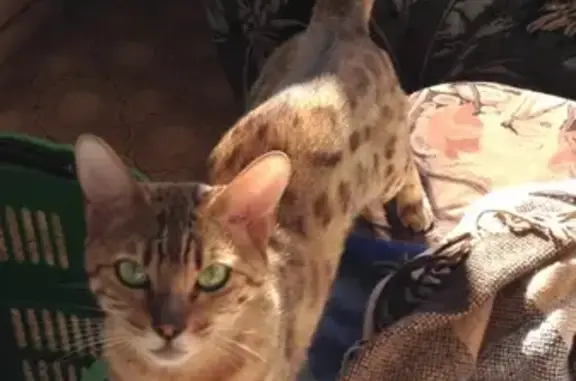 Пропала кошка Синтия в СНТ Меркурий, 39