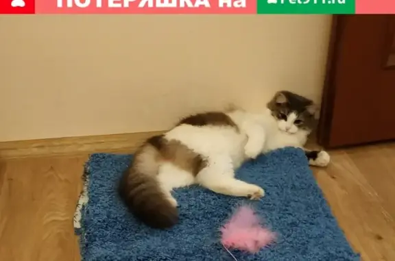 Пропала кошка Элли на Братиславской, 27к3.