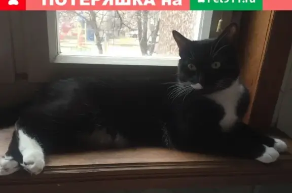 Пропала кошка в Краснодаре, микрорайон Дубинка