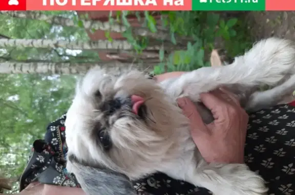 Найдена домашняя собака в Родниках, МО