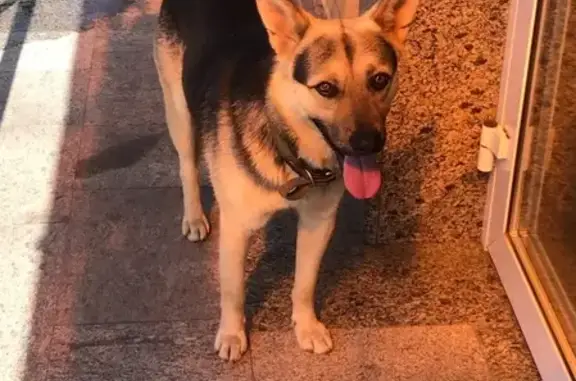 Собака найдена на Ломоносовском проспекте