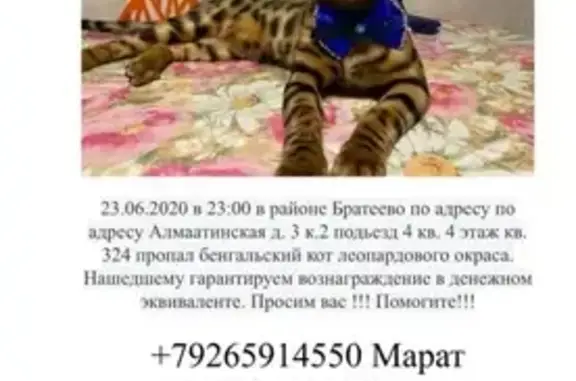 Пропал кот бенгал в Москве, требуется помощь