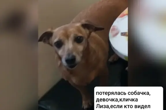 Пропала собака на ул. 50 лет Советской Армии, 32