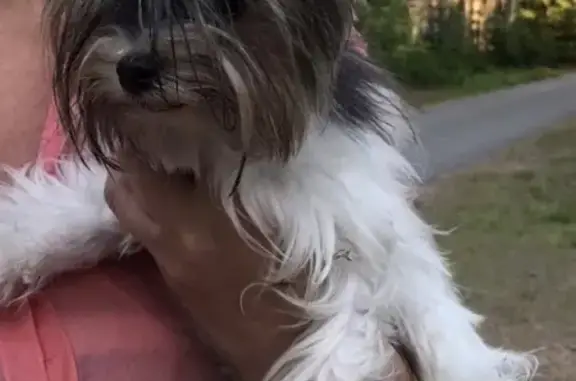 Собака найдена в коттеджном посёлке «лесная рапсодия» в Ленобласти