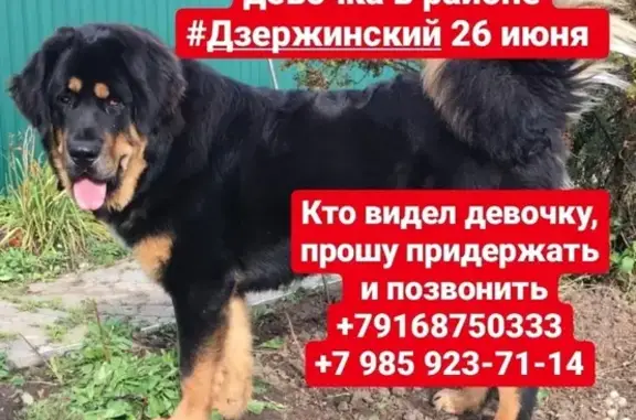 Пропала собака в Дзержинском, Москва: тибетский мастиф, Лесная улица, 38