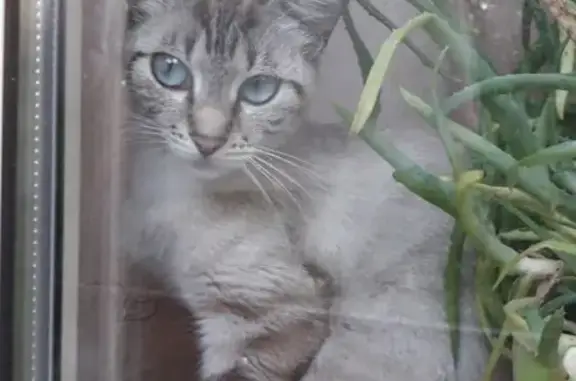 Пропала дикая тайская кошка на ул. Сергеева, 35 (Калининград)