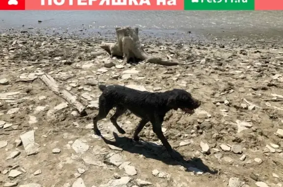 Найдена охотничья собака возле Кипарисового озера в Анапе