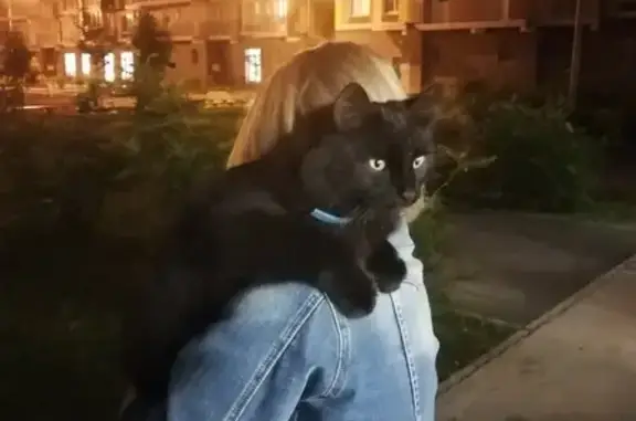 Найдена кошка с голубым ошейником в Казани