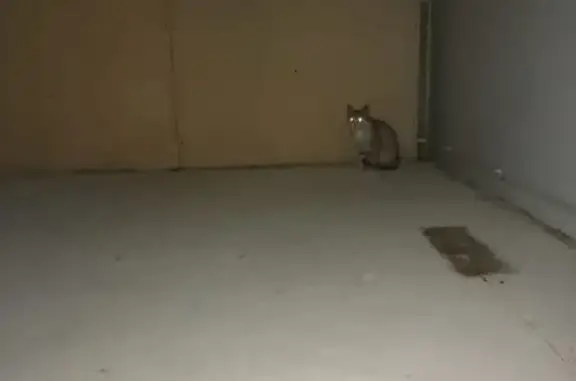 Найдена кошка в Кировском районе, ищем хозяина