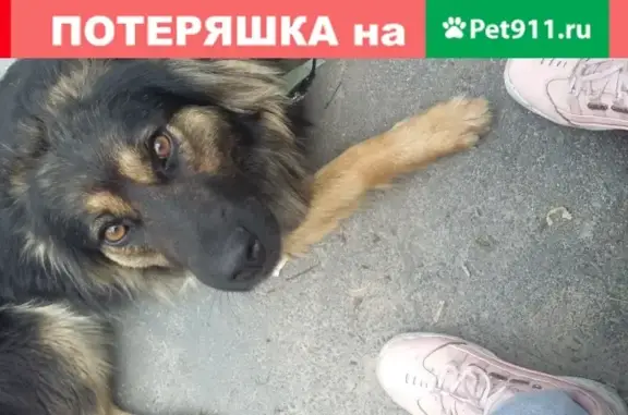 Найдена домашняя собака в мкр Шибинец, ищет хозяев