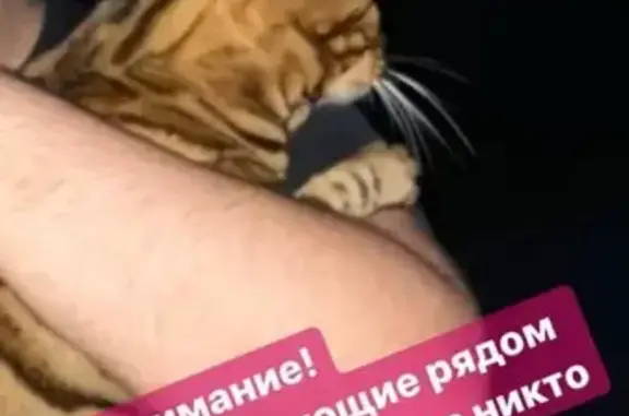 Найдена кошка Бенгалец в Рассказовке, Москва
