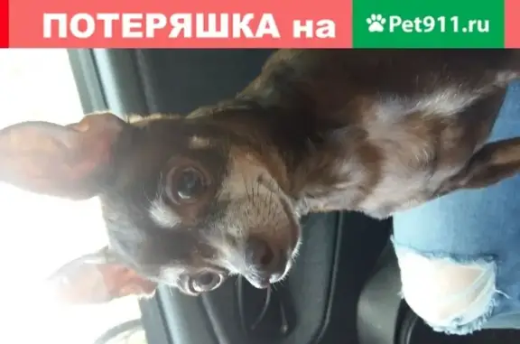 Найден коричневый пёсик на ул. Рахманинова, 7А