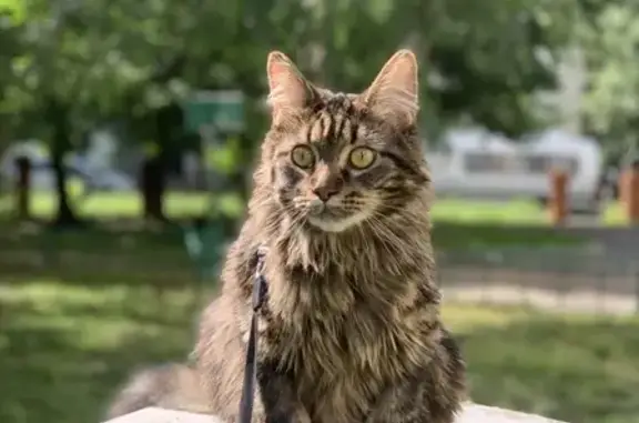 Пропала кошка с кисточками на ушах в Коптево, Москва