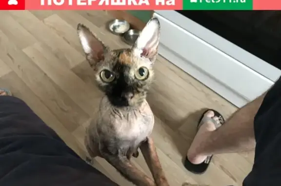 Пропала кошка в Красногорске, Успенская д. 4