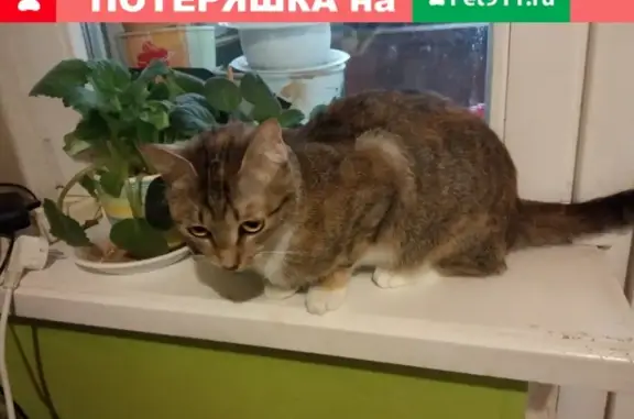 Пропала трёхцветная кошка Алиса, Москва