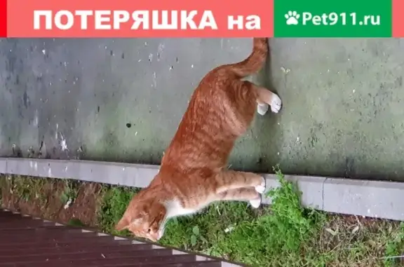 Найден рыжий котик в Москве, ищет дом