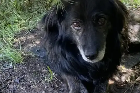 Найден добрый сторожевой пёс в Зелёной Роще-1, Одинцовский округ