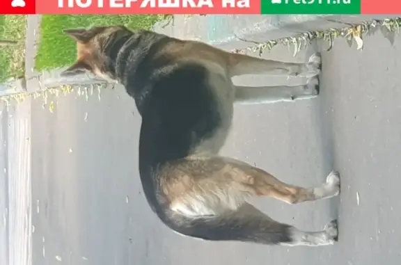 Собака найдена на Чонгарском бульваре, Москва