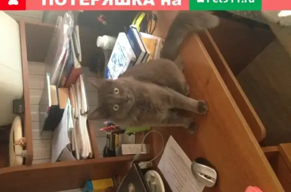 Пропал кот Дымок, ул. Садовая, 4А, Подольск