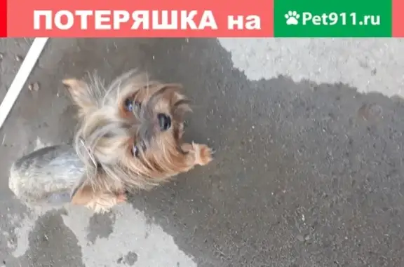Найдена собака на ул. Силикатной в Новочеркасске