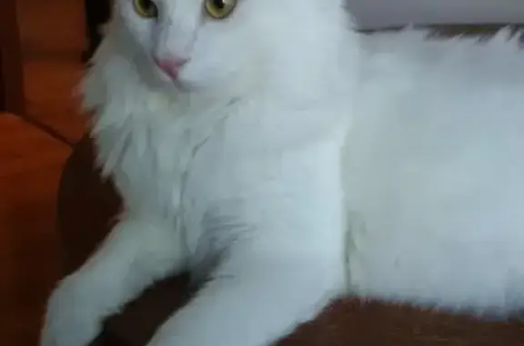 Пропала белая кошка на пр-те Циолковского 21в (Нижегородская область)