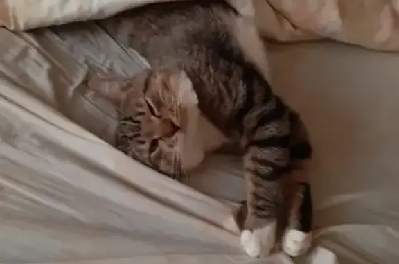 Кошки потеряшки, Санкт-Петербург, фото: Потеряшка кошка с ул. Краснопутиловская 25, сбрита шерсть на холке, контактный номер 8 (981) 144 18 94