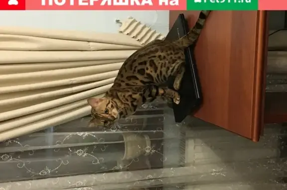 Пропала кошка Бенгал на Московской улице, 24С