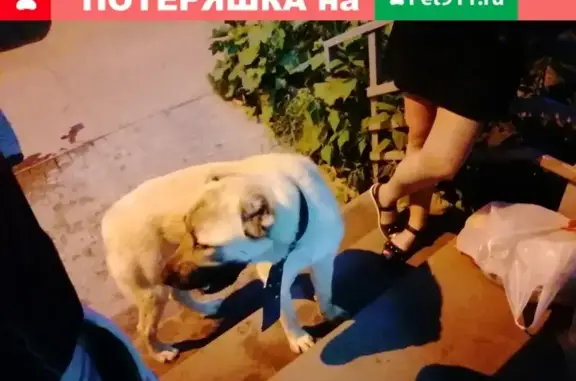 Найдена собака на ул. Н.Сусловой, 2к4