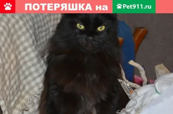 Пропал крупный пушистый кот в СНТ Наука, Бонея, Киров.