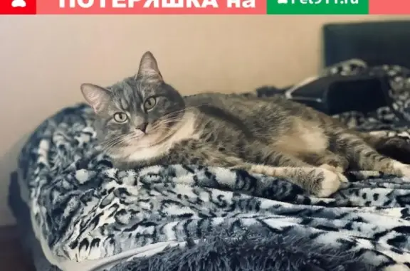 Пропала кошка в Москве с серым ошейником