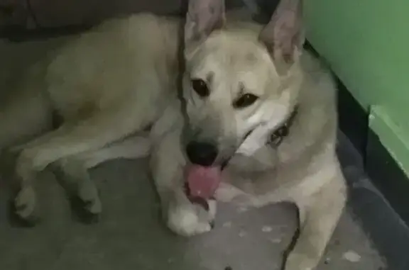 Собака найдена на ул. Чугунова, 32