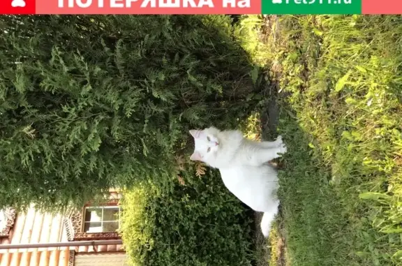 Пропала белая кошка Василиса в деревне Шадрино (МО)