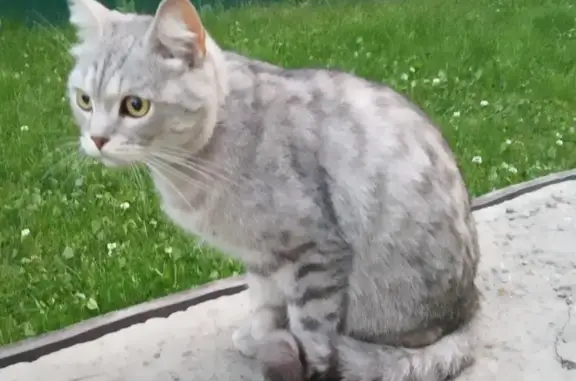 Найден домашний кот с ошейником в Новоленино, Иркутск