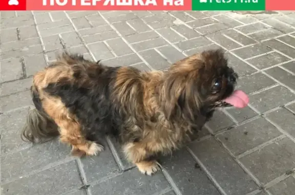 Найдена пожилая собака в Санкт-Петербурге