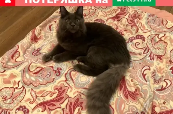 Пропала кошка на Сумской улице, Москва
