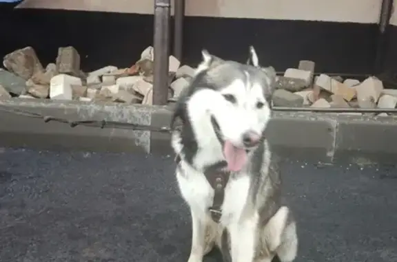 Найдена собака на Башиловых в Оренбурге