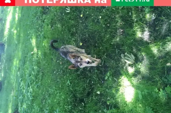 Собака гуляет по парку напротив администрации на ул. Плещеевская