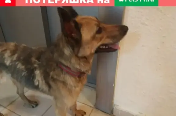 Найдена добрая собака в Домодедово, нужна помощь