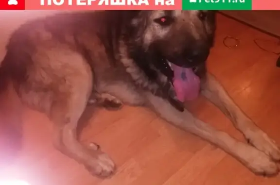 Найдена крупная собака на ул. 40 лет Победы 9