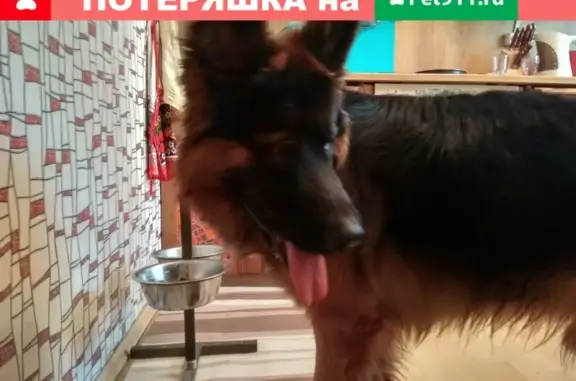 Найдена собака в Москве, Ижорском проезде