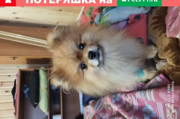 Потерянные животные Липецк, фото: Пропала собака Шпиц возрастом 5 лет в Липецке, 9-й микрорайон, д. 20в.