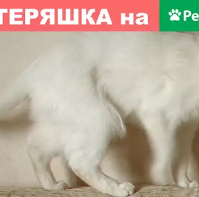 Пропала кошка с особой приметой в Оренбурге