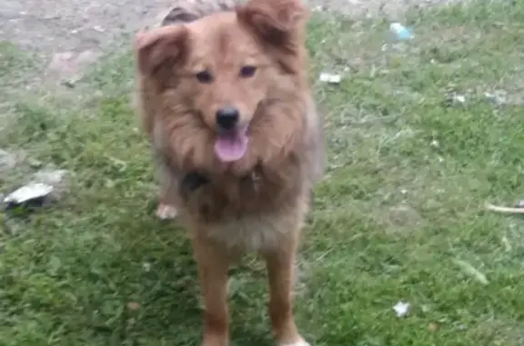 Найдена собака в Октябрьском районе, Саратов