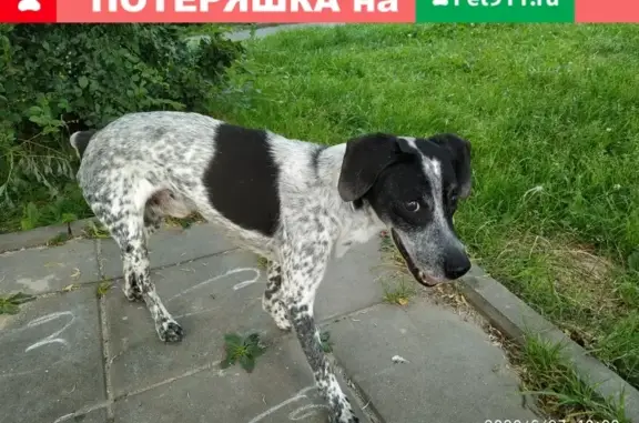Найдена собака в микрорайоне Губернский, Чехов