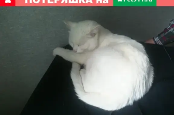 Белая кошка найдена на улице Тёплый Стан, 3к2
