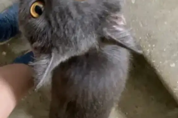 Найден дымчатый кот с оранжевыми глазами в Бирюлёво Западное