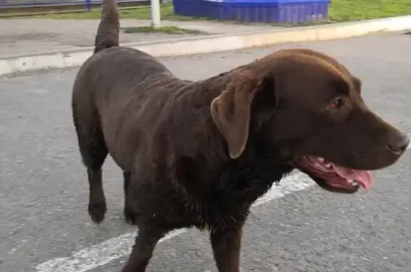 Энергичная собака найдена в районе ленты Томск